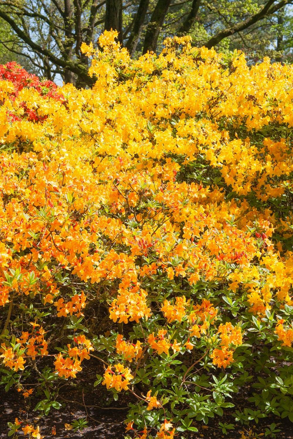 Azalea mollis 'Klondyke' - Azalée de Chine