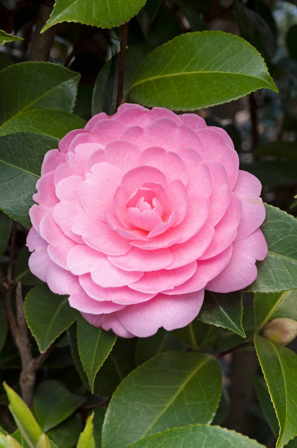 Camellia williamsii 'E.G. Waterhouse' - Camélia du Japon