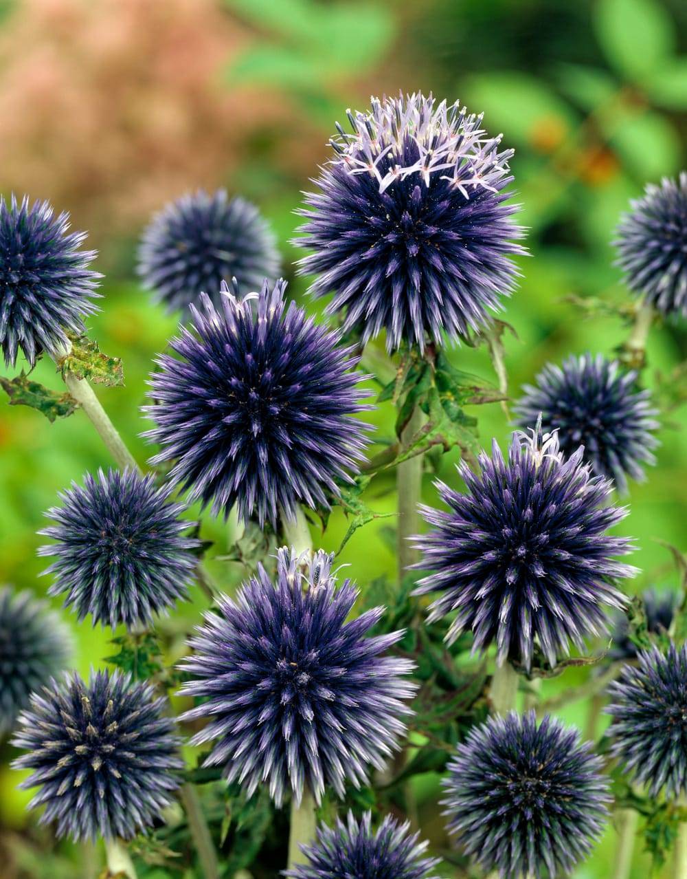 Echinops bannaticus 'Blue Glow' - Chardon boule azurée