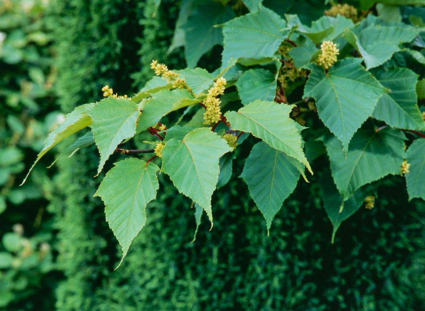 Acer capillipes - Érable à peau de serpent