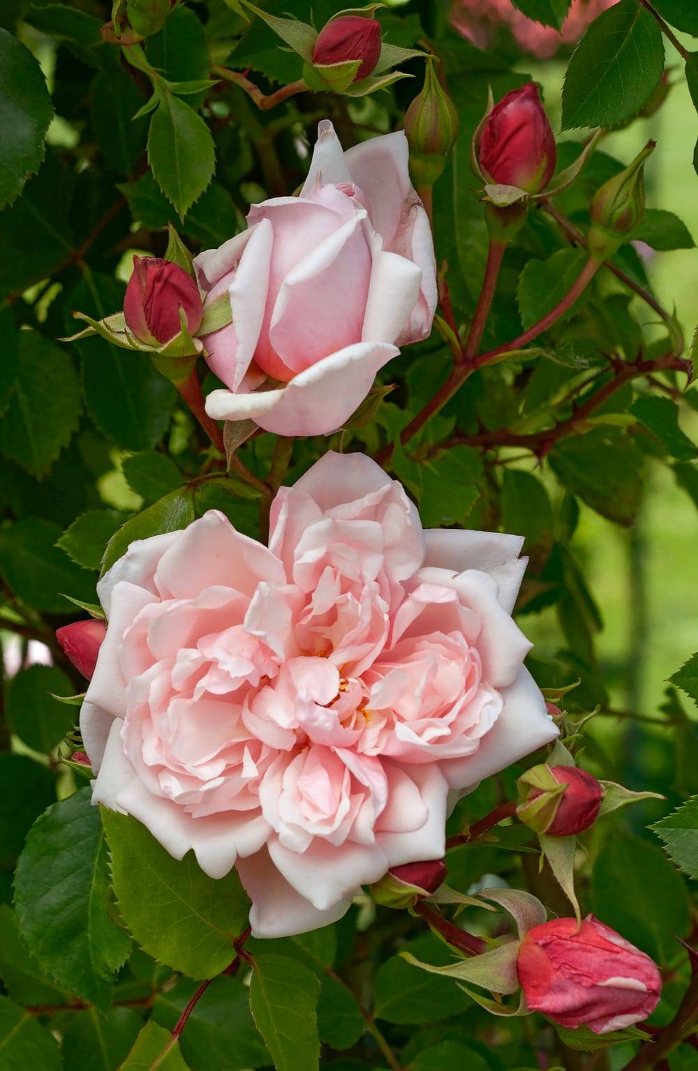 Rosier ancien tige 'Albertine'