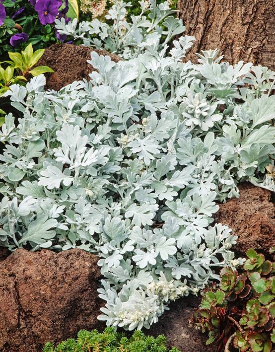 Artemisia stelleriana 'Boughton Silver' - Armoise
