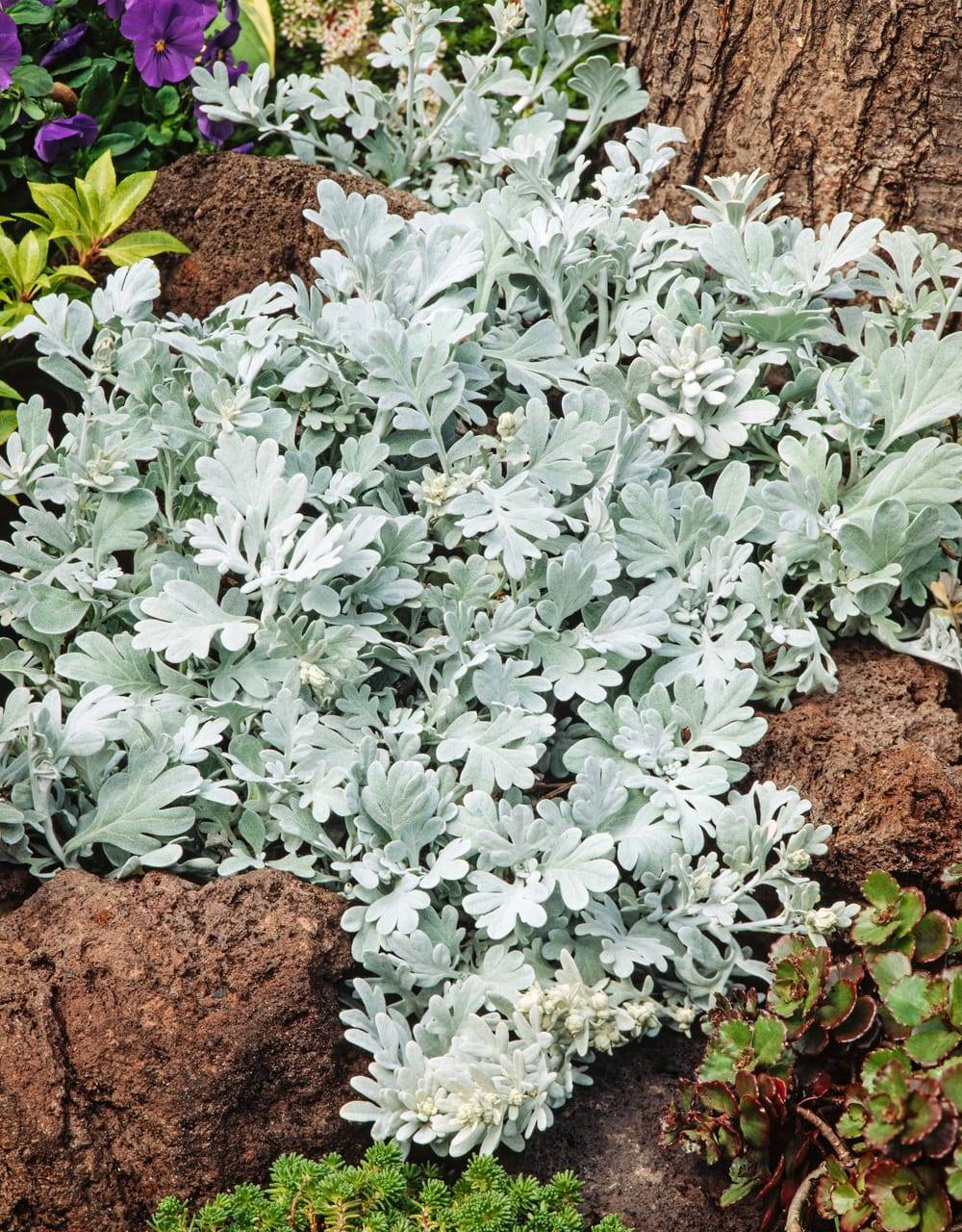 Artemisia stelleriana 'Boughton Silver' - Armoise