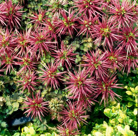 Acaena microphylla - Lampourde