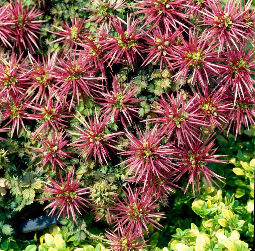 Acaena microphylla - Lampourde