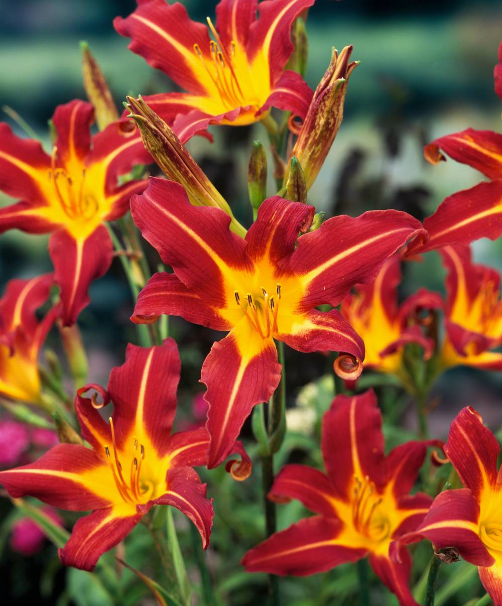 Hemerocallis 'Autumn Red' - Hémerocalle (Lys d'un jour)