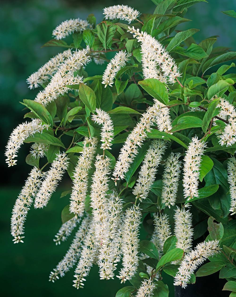 ITEA virginica 'Henry's Garnet' 80/100 C10L