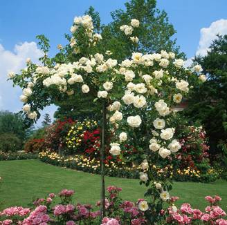 Rosier tige liane 'Alberic Barbier'