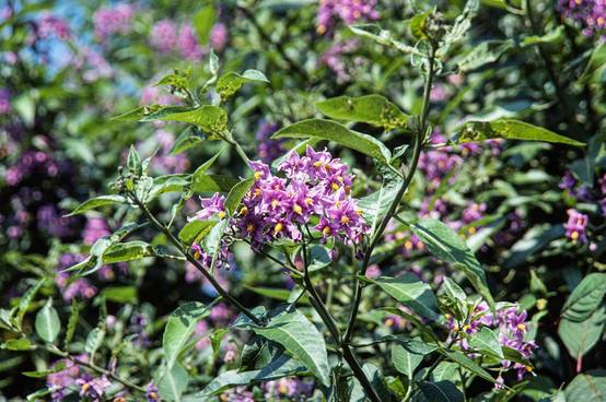 Solanum crispum - Morelle crispée