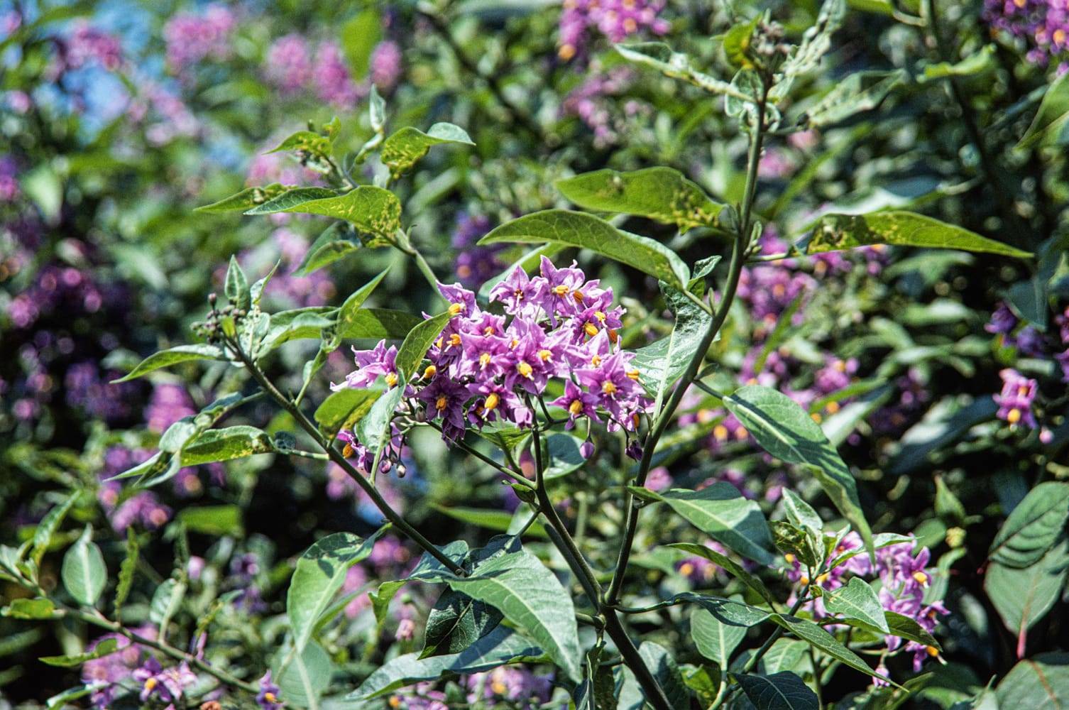 Solanum crispum - Morelle crispée