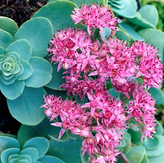 Sedum ewersii