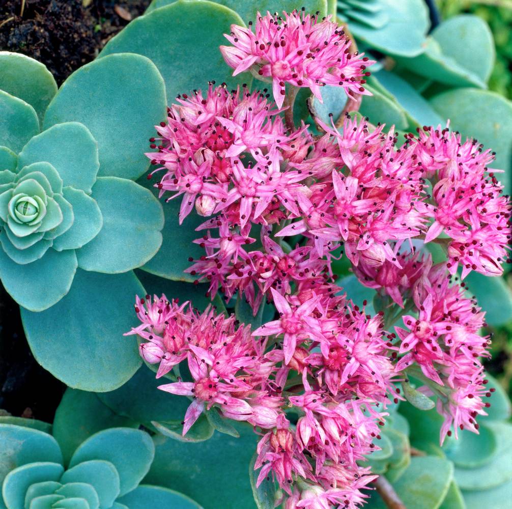 Sedum ewersii