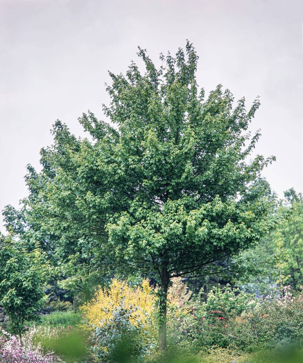Acer campestre 'Elsrijk' - Érable champêtre 'Elsrijk'