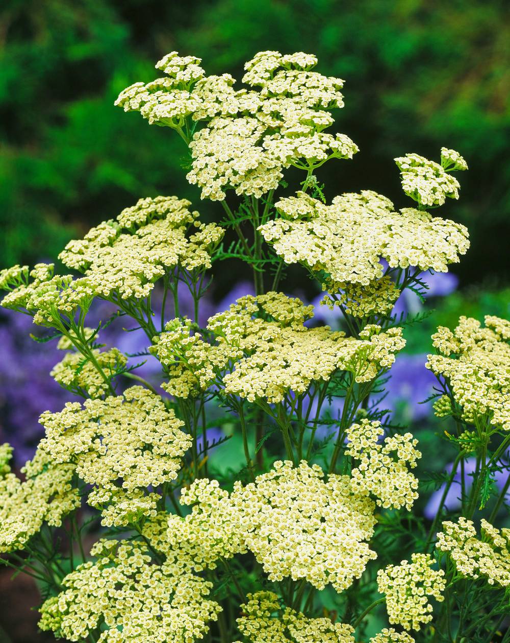 Achillea nobilis - Achillée