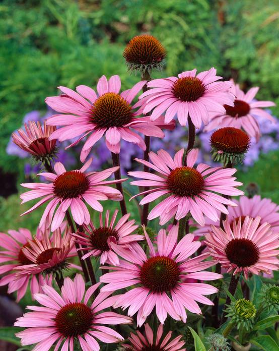 Echinacea purpurea 'Magnus'