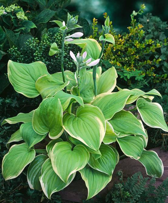 Hosta 'Fragrant Bouquet'