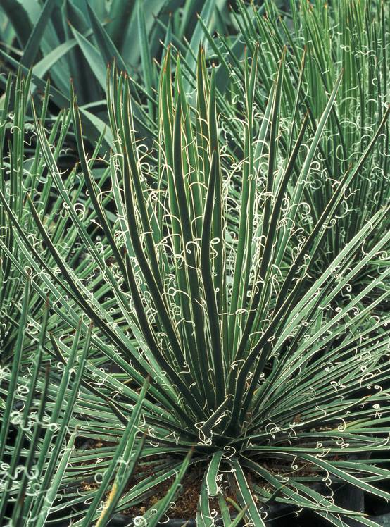 Agave geminiflora