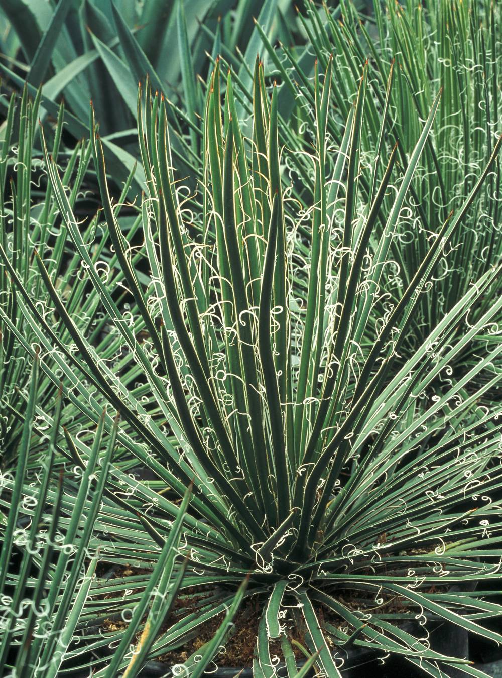 Agave geminiflora