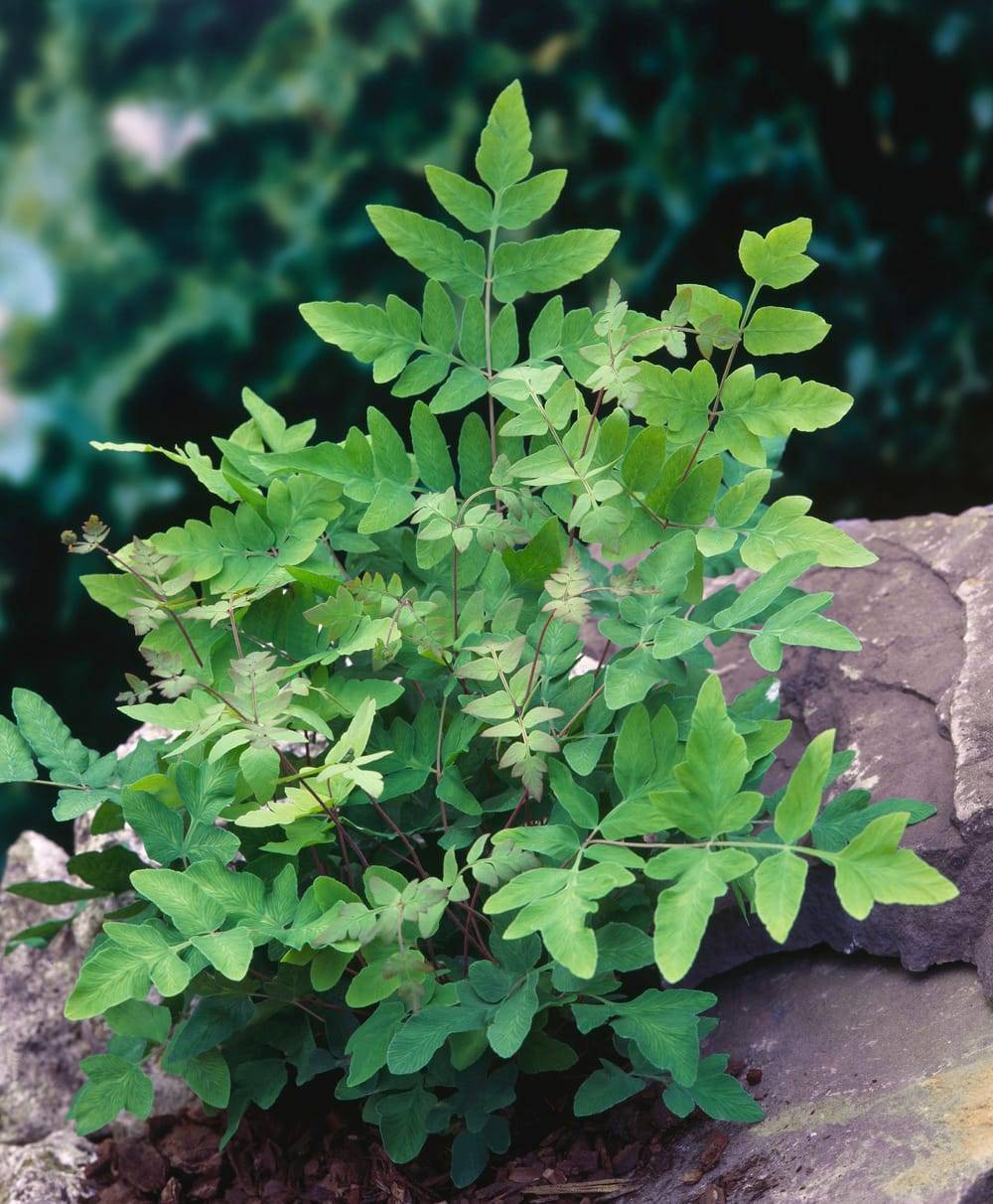 Osmunda regalis 'Purpurascens' - Fougère royale