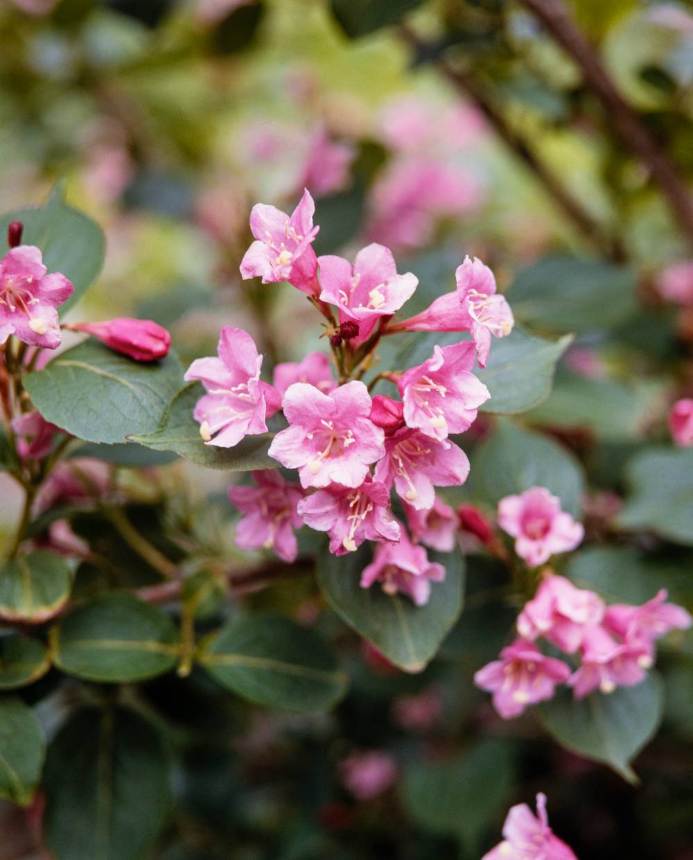 Weigela praecox 'Bouquet Rose'