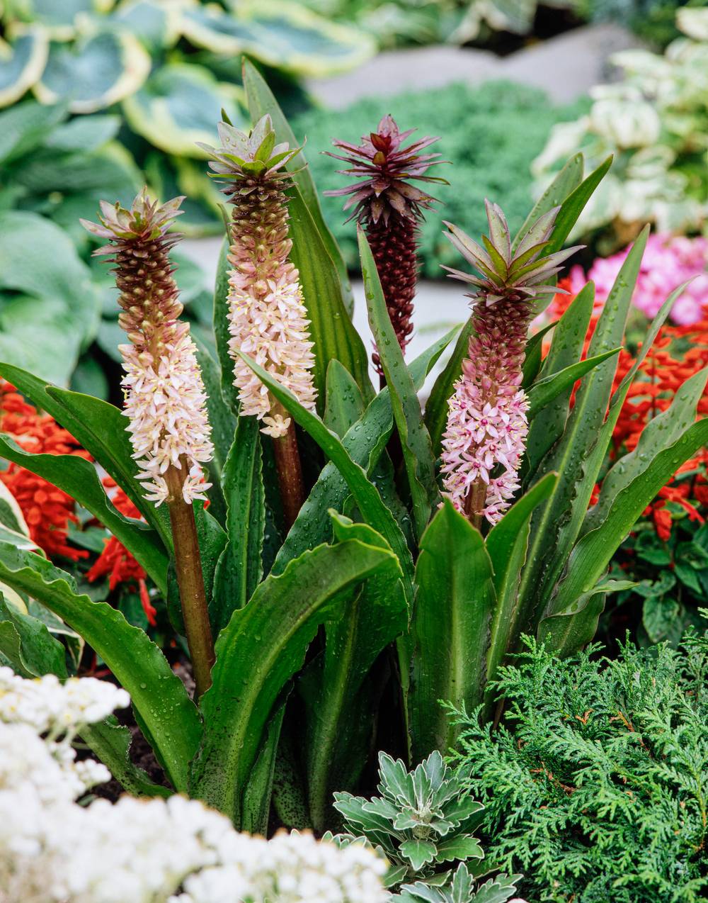 Eucomis comosa 'Sparkling Burgundy' - Lys ananas