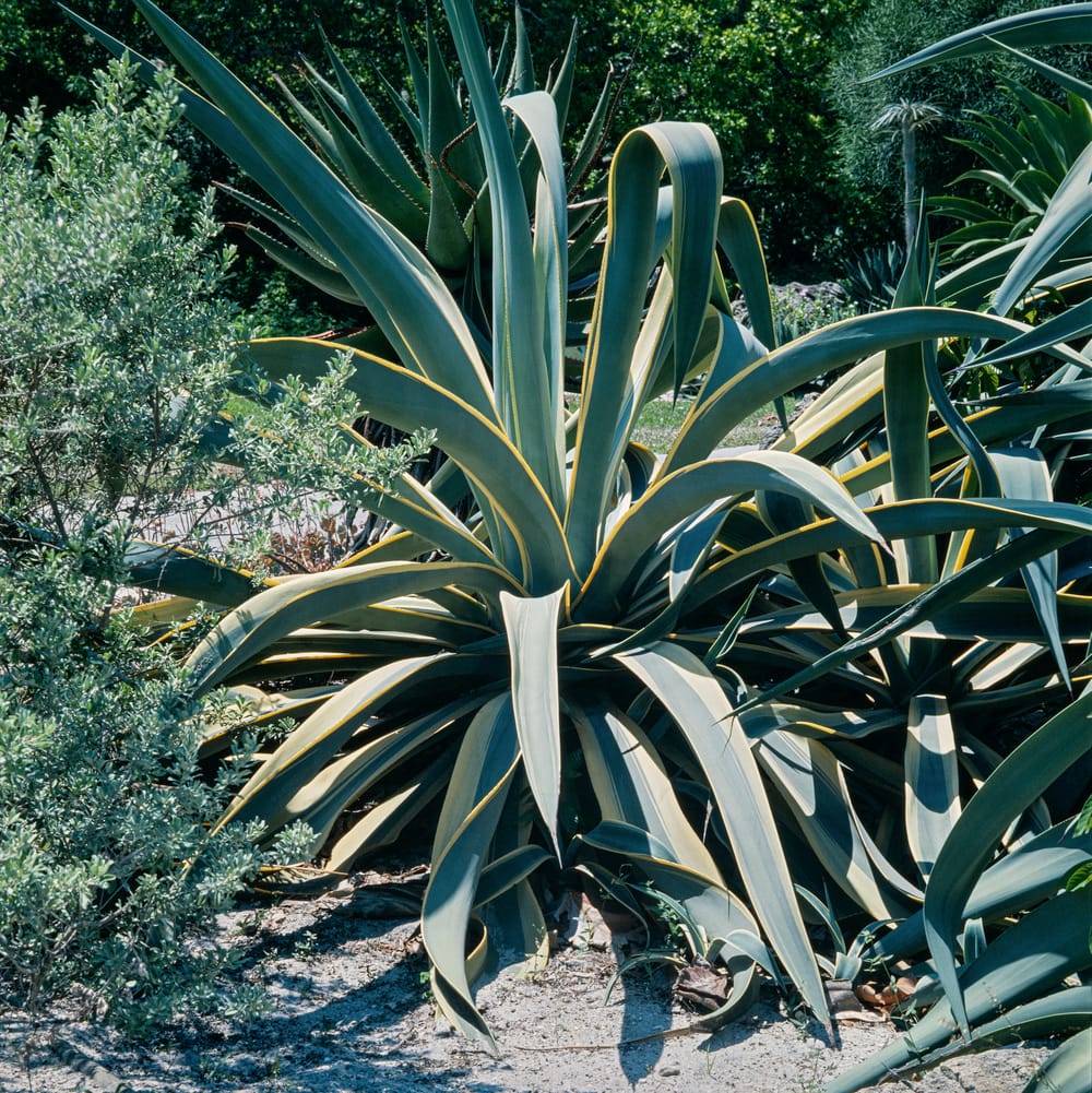 Agave americana 'Striata'