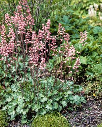 Heuchera brizoides 'Bouquet Rose' - Heuchère