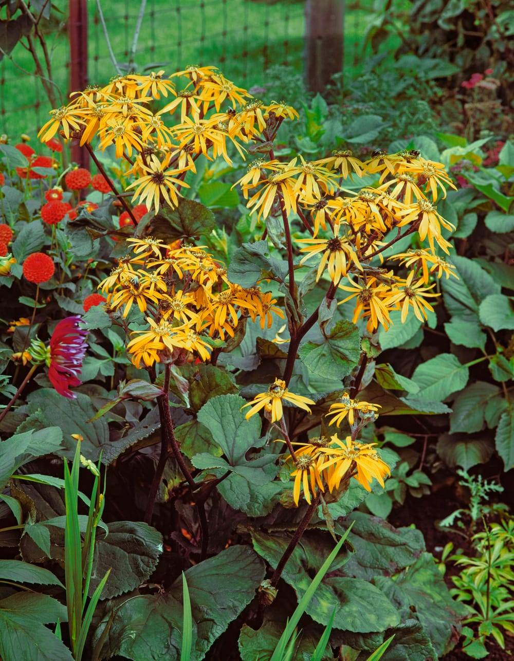 Ligularia dentata 'Desdemona' - Ligulaire