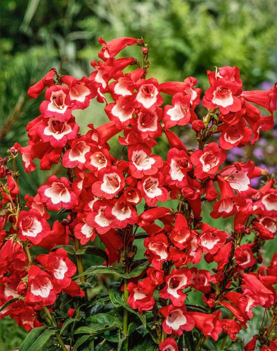 Penstemon hartwegii 'Polaris Red' - Galane fausse-digitale