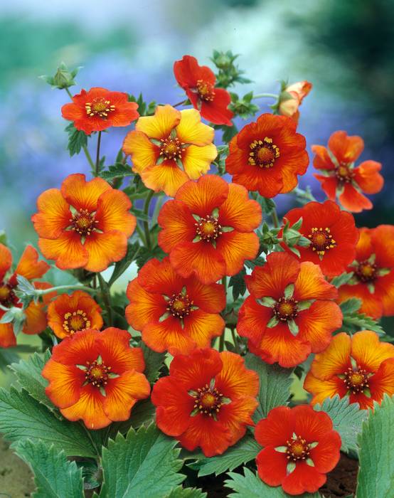 Potentilla atrosanguinea - Potentille vivace