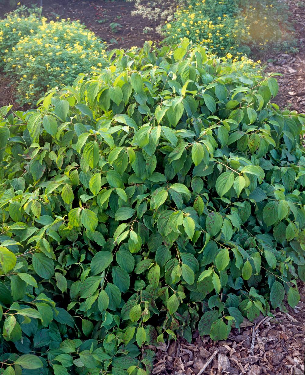 Cornus sericea 'Kelseyi' - Cornouiller soyeux