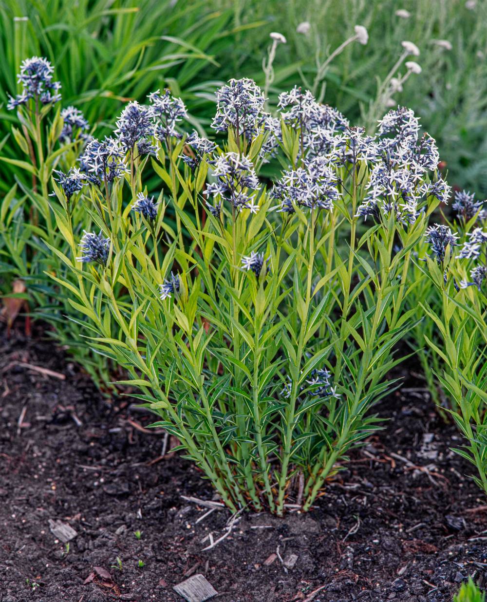Amsonia tabernaemontana