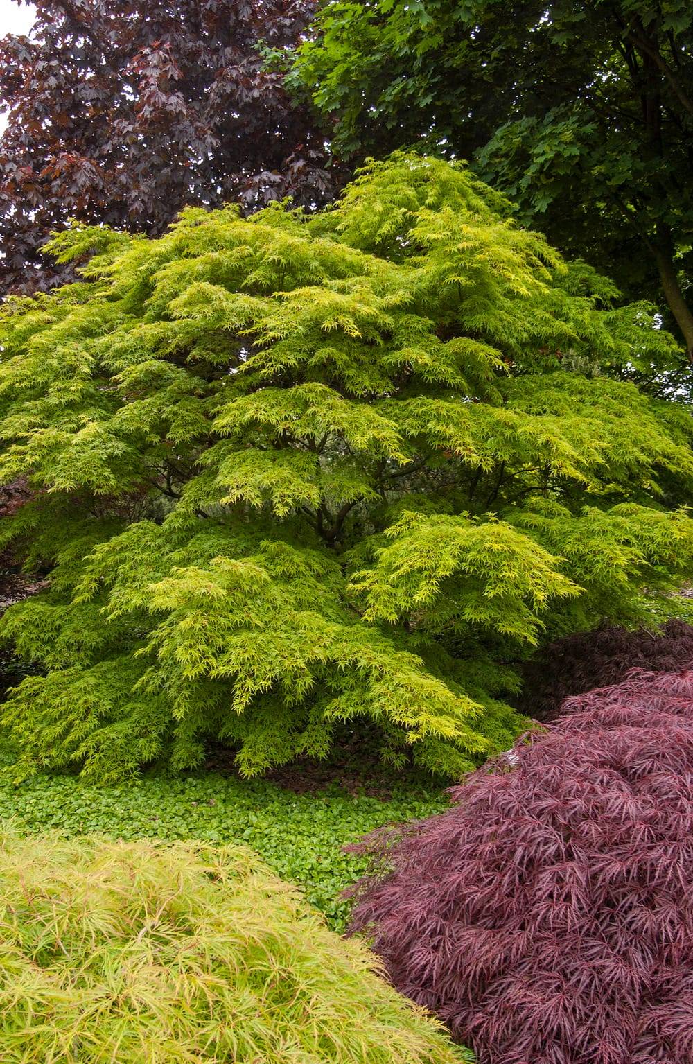 Acer palmatum 'Seiryu' - ECLOZ - Érable du Japon