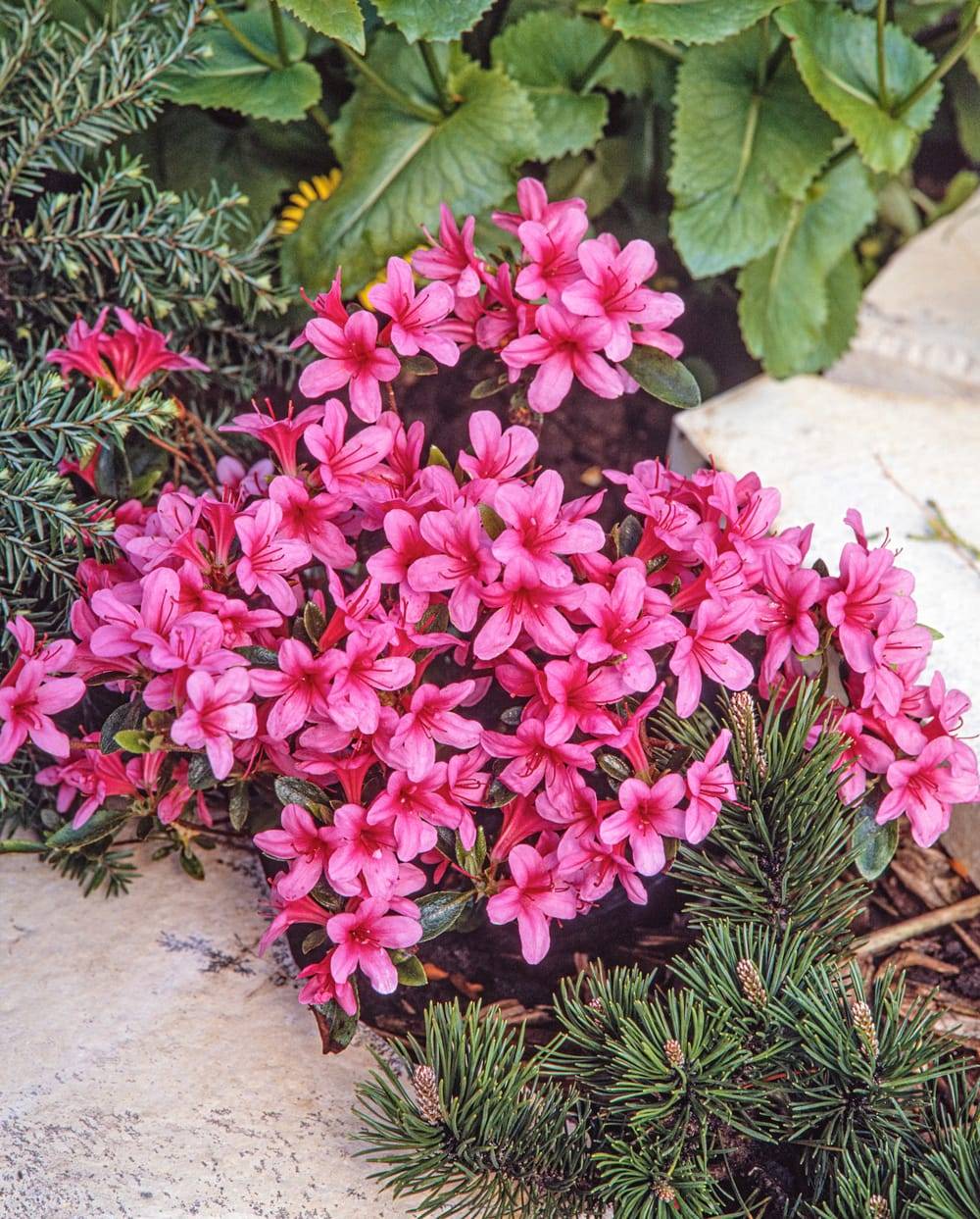 Azalea japonica 'Sylvester' - Azalée du Japon