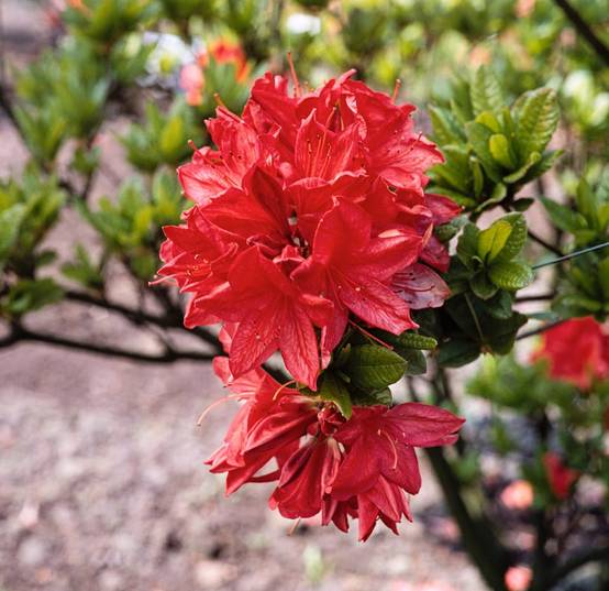 Azalea japonica 'Mrs Peter Koster' - Azalée du Japon