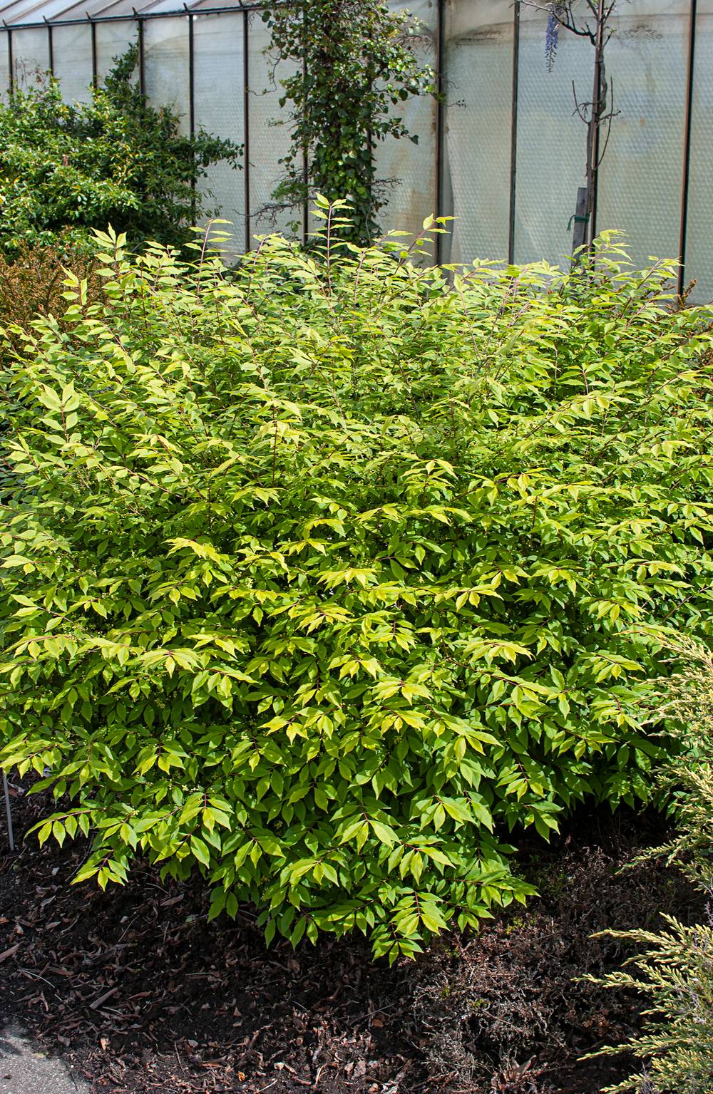 Euonymus alatus 'Compactus' - Fusain ailé compact