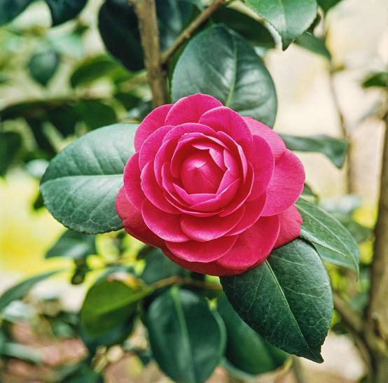 Camellia japonica 'Margherita Coleoni' - Camélia du Japon