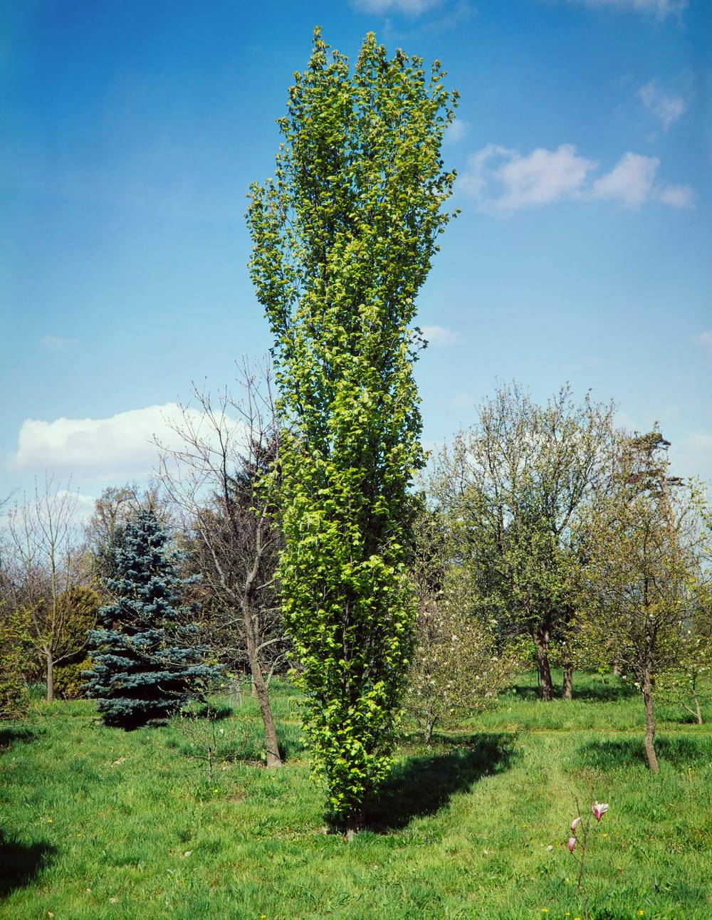 FAGUS sylvatica 'Dawyck' - Hêtre 'Dawyck'