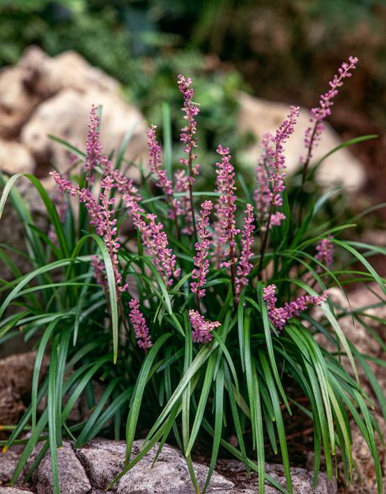 Liriope muscari 'Big Blue'