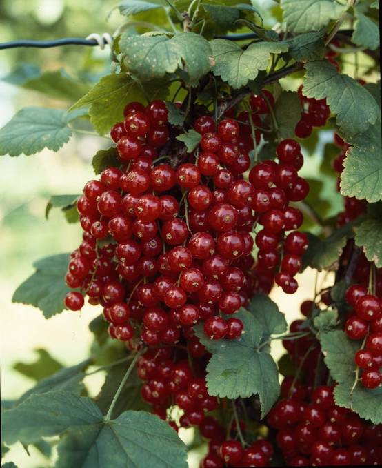 Groseillier à grappes 'Red Lake'