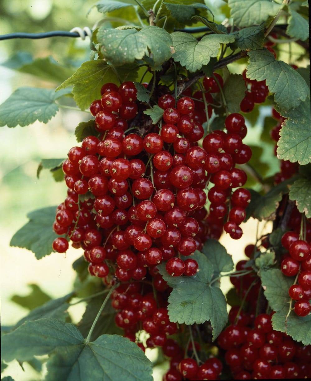 Groseillier à grappes 'Red Lake'