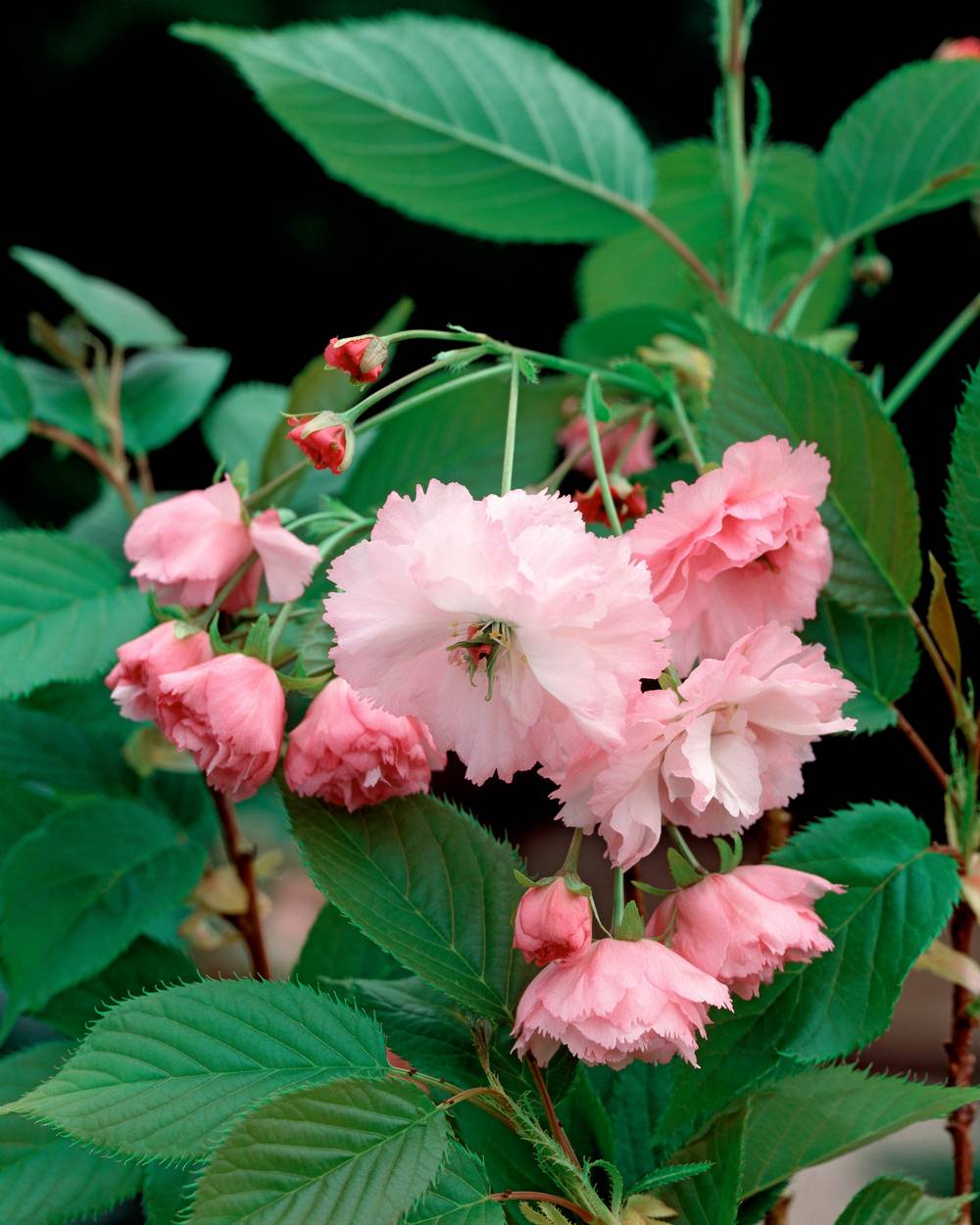 Prunus serrulata 'Pink Perfection' - Cerisier du Japon