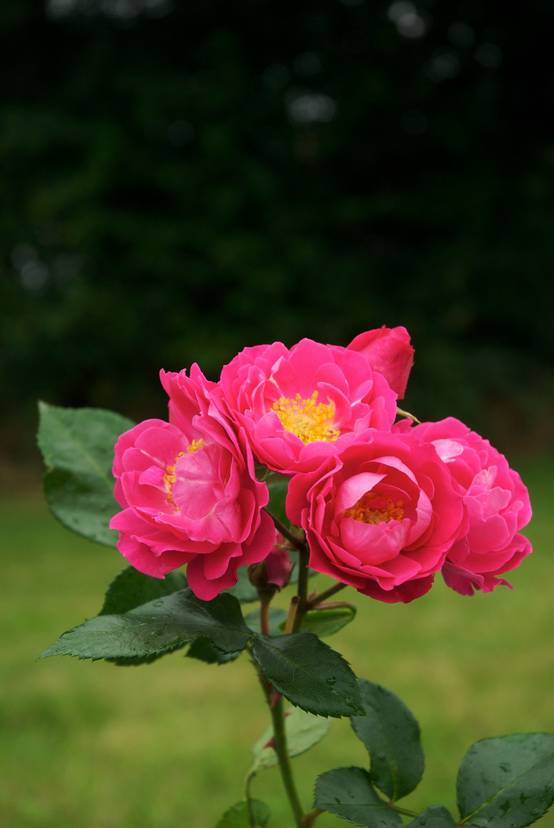 Rosier 'Bordure Magenta'®