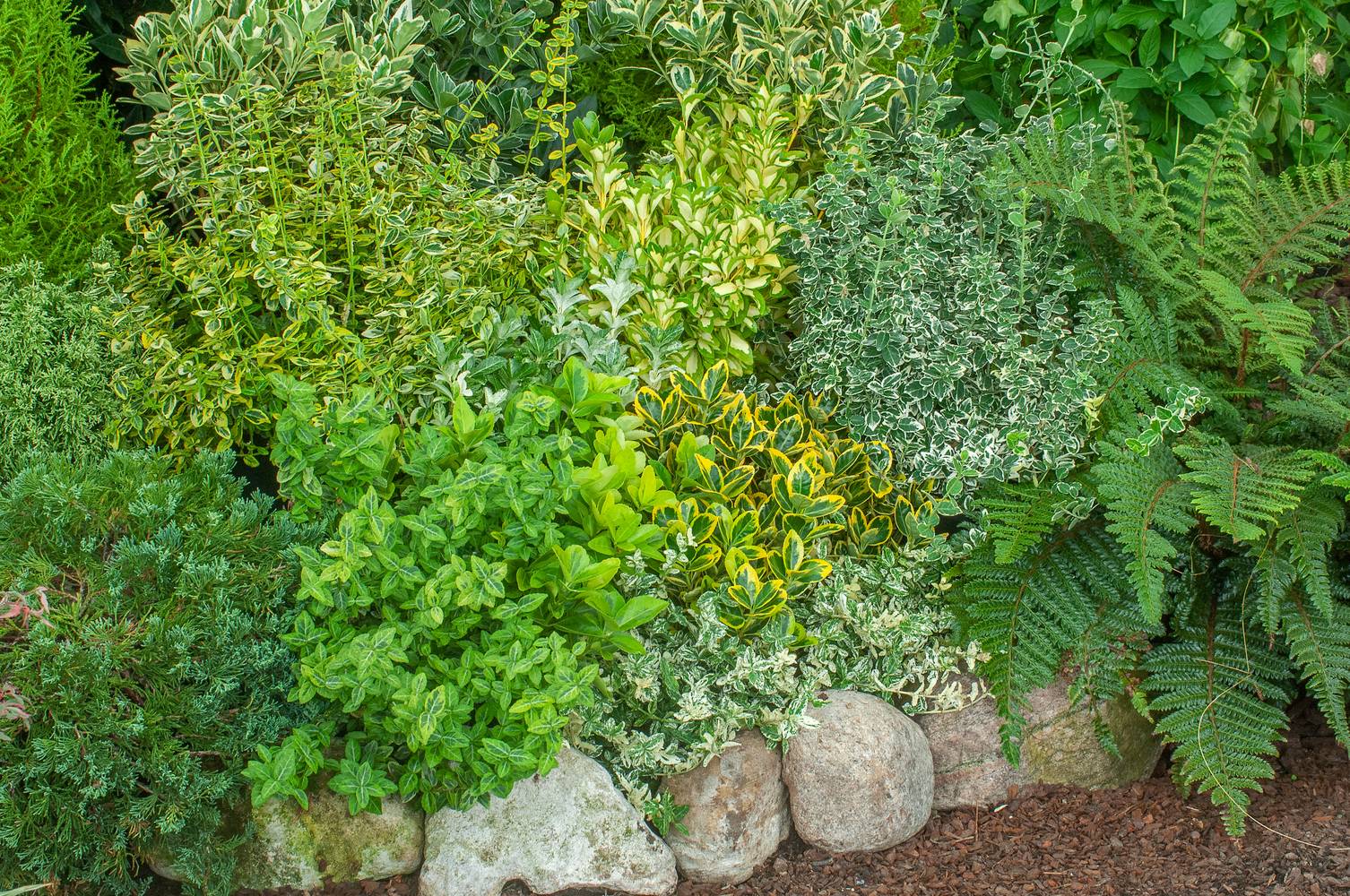 Euonymus japonicus 'Bravo' - Fusain du Japon