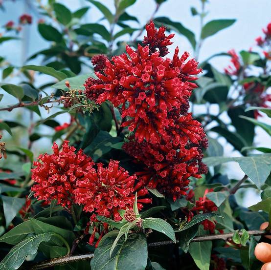 Cestrum elegans