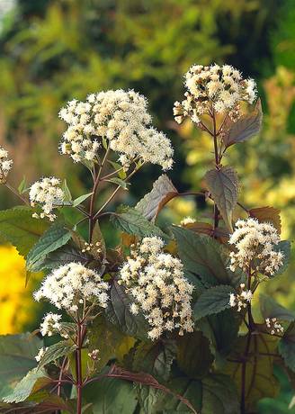 Eupatorium rugosum 'Chocolate' - Eupatoire