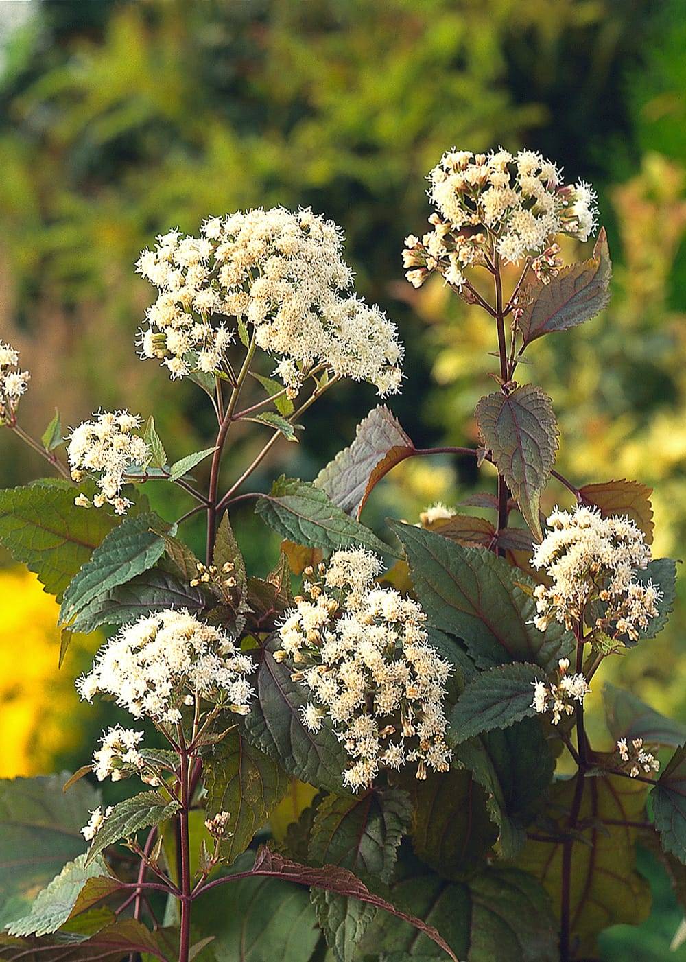 Eupatorium rugosum 'Chocolate' - Eupatoire