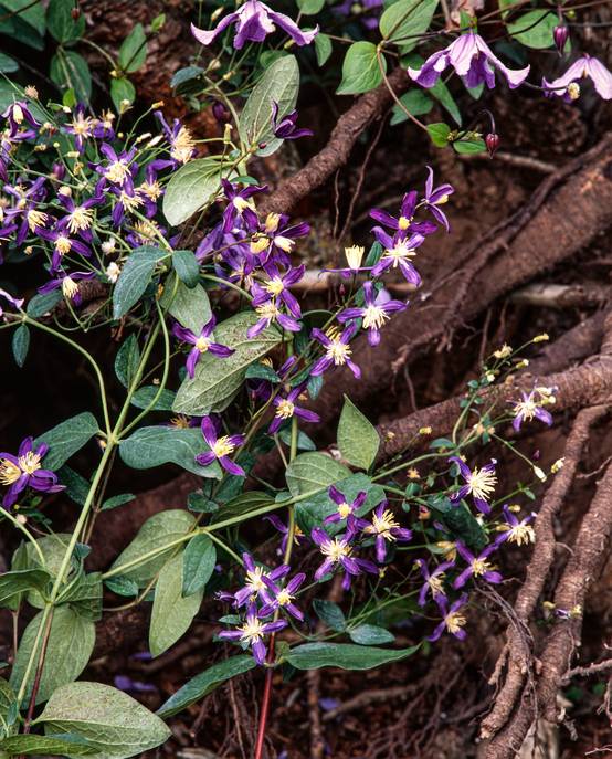 Clématite aromatica - Clematis