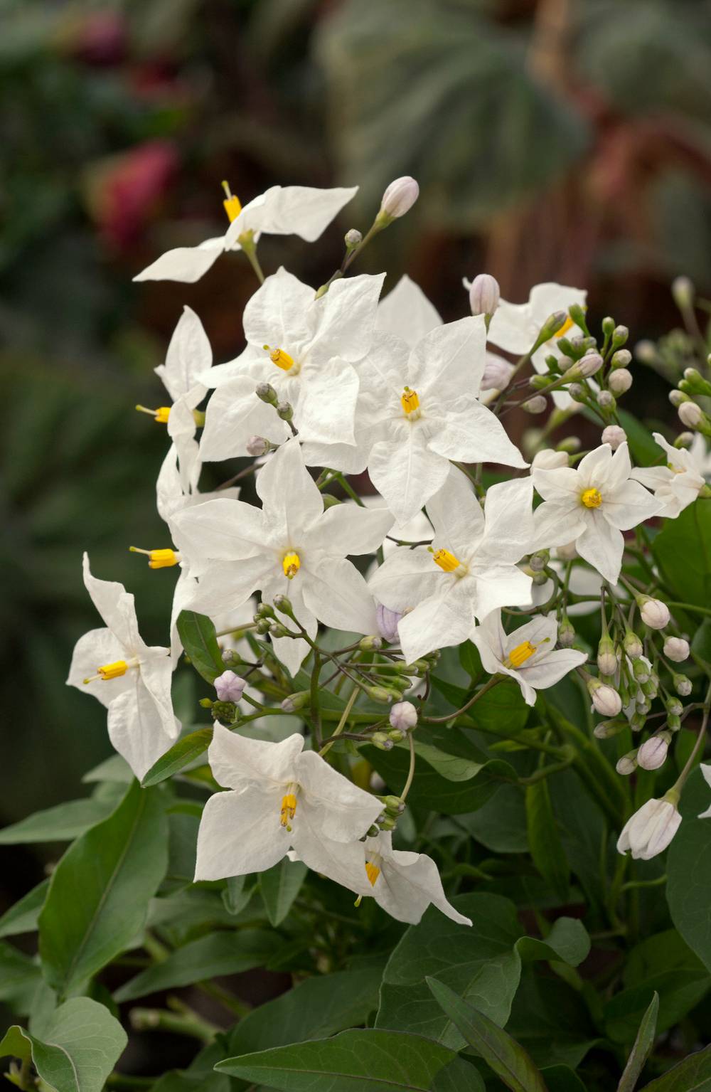 Solanum jasminoides - Morelle faux-jasmin