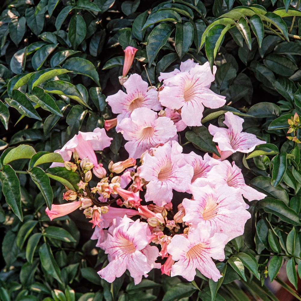 Podranea ricasoliana - Bigogne